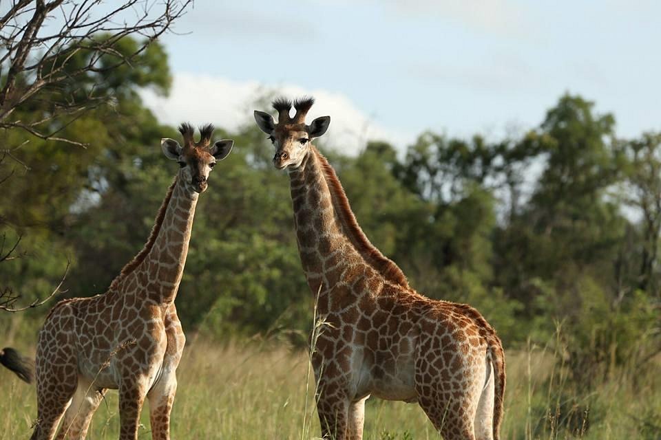 sasavona game lodge